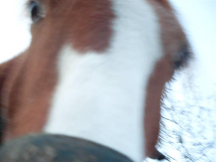 Anden særlig race Roberdoes(Robin) billede 9