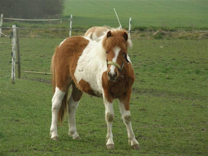 Anden særlig race Zibo billede 20