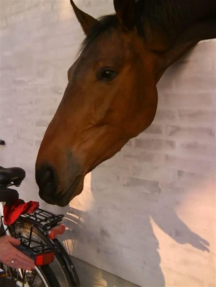 Anden særlig race Tornado<´3 (SOLGT) :´( billede 2