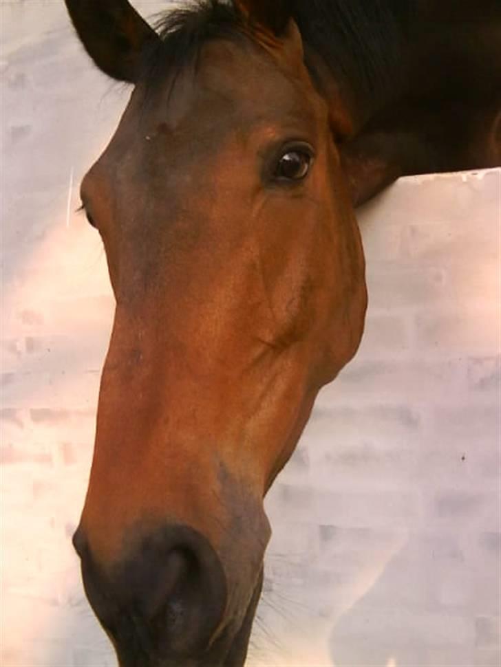 Anden særlig race Tornado<´3 (SOLGT) :´( billede 3