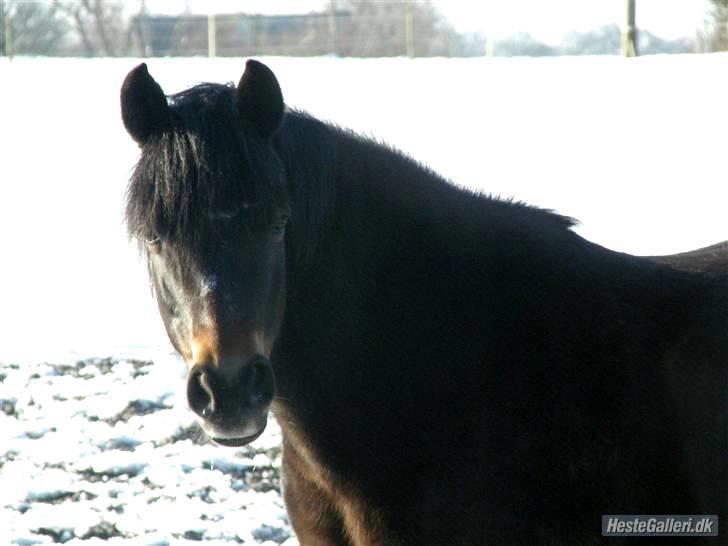 New Forest Roløkke Chablis billede 1