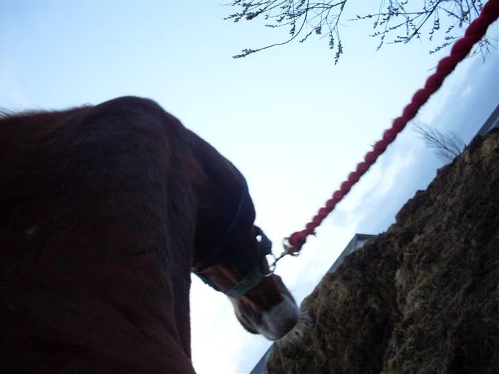 Anden særlig race Roberdoes(Robin) billede 10