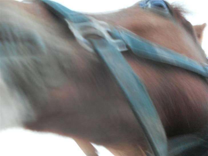 Anden særlig race Roberdoes(Robin) billede 11