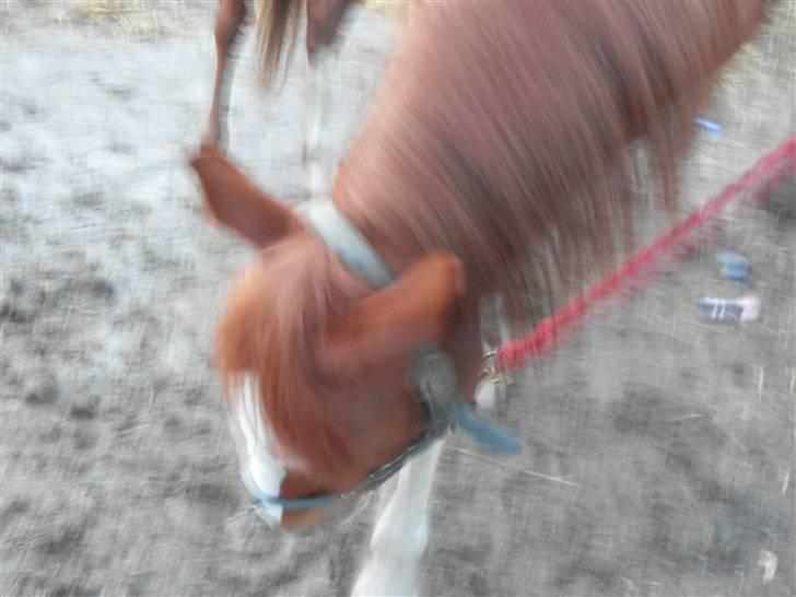 Anden særlig race Roberdoes(Robin) billede 12