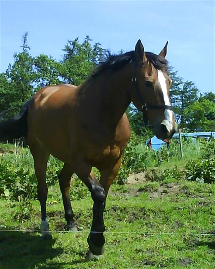 Oldenborg Møllestedets Laika *RIP* - Hejsa. Velkommen til min profil :) billede 1