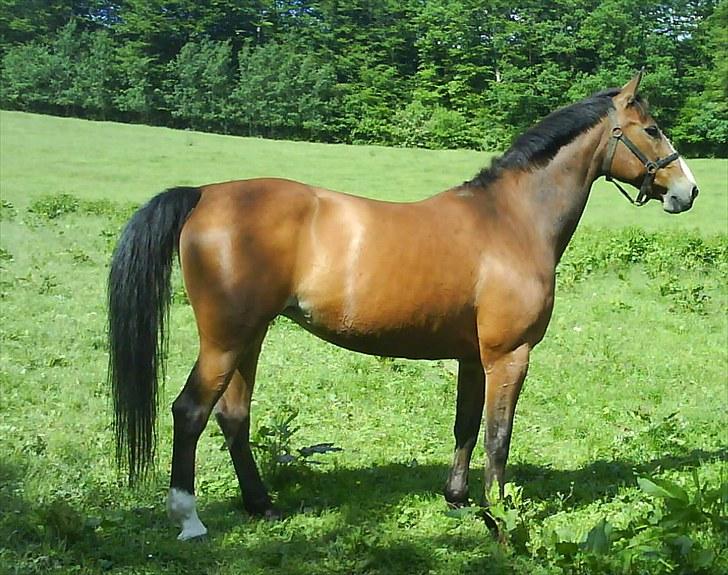 Oldenborg Møllestedets Laika *RIP* billede 2