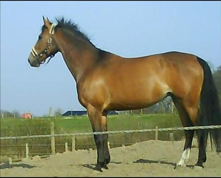 Oldenborg Møllestedets Laika *RIP* - Laika har fået øje på en traktor, et par km væk på en mark... billede 3