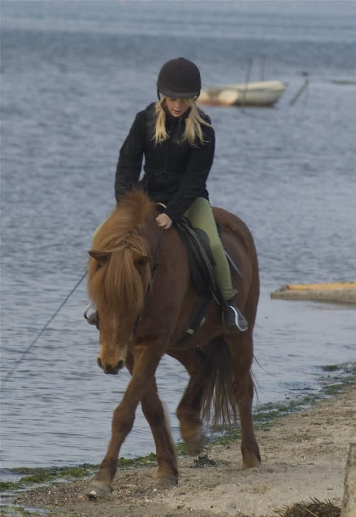 Islænder Toke |I Miss You| - Ved Seden Strand. - Fotograf Michael Jensen. billede 2