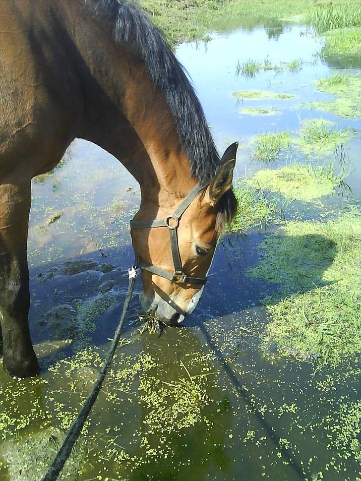 Oldenborg Møllestedets Laika *RIP* - Mmm andemad og vandplanter... og muder i hovedet :) billede 5
