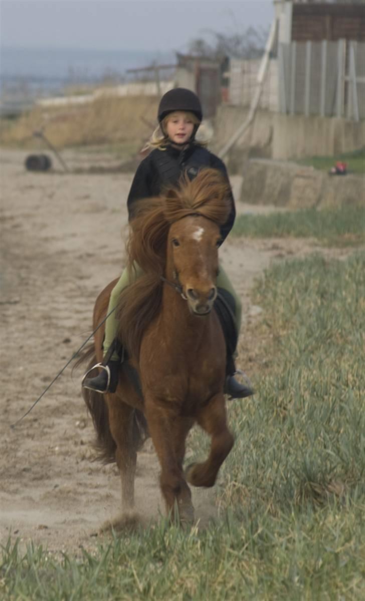 Islænder Toke |I Miss You| - Ved Seden Strand. - Fotograf Michael Jensen. billede 3