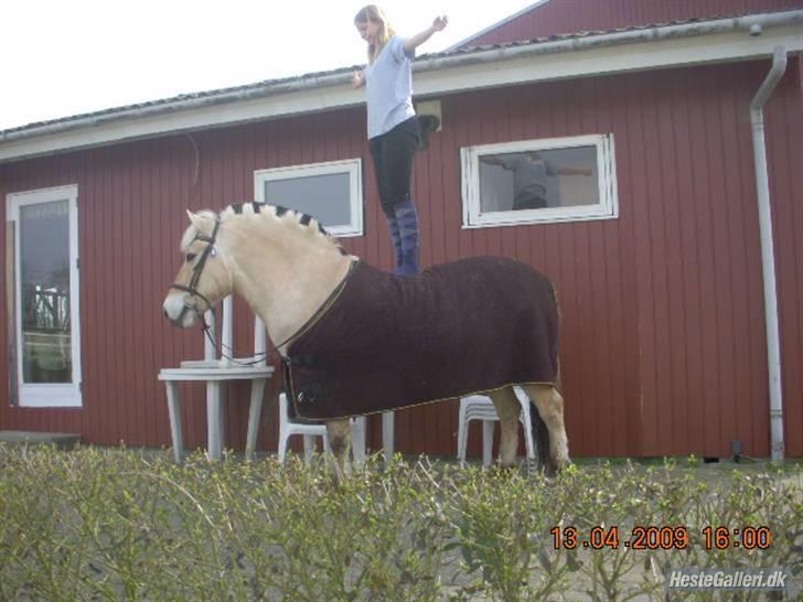 Fjordhest Ollie savner dig<3 - står på ollie  billede 17