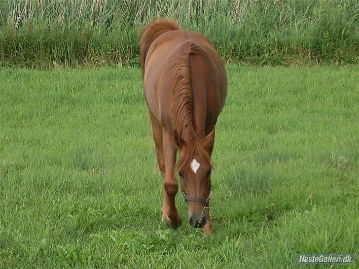 Arabisk fuldblod (OX) GHAZAL AL BAHIR. VINDENS SANG - .. billede 4
