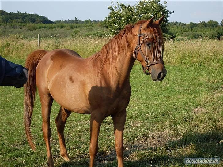 Arabisk fuldblod (OX) GHAZAL AL BAHIR. VINDENS SANG - ... billede 5