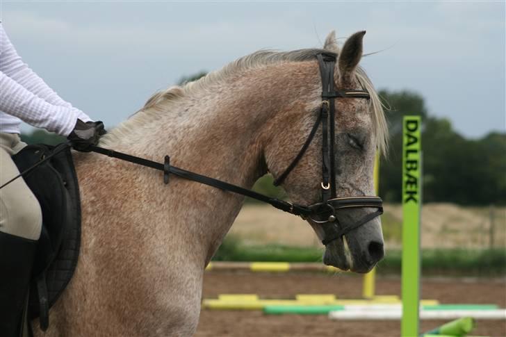 Arabisk fuldblod (OX) Chelima OX 2865 billede 11