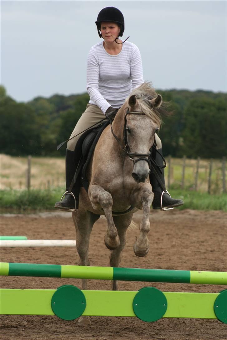 Arabisk fuldblod (OX) Chelima OX 2865 billede 12