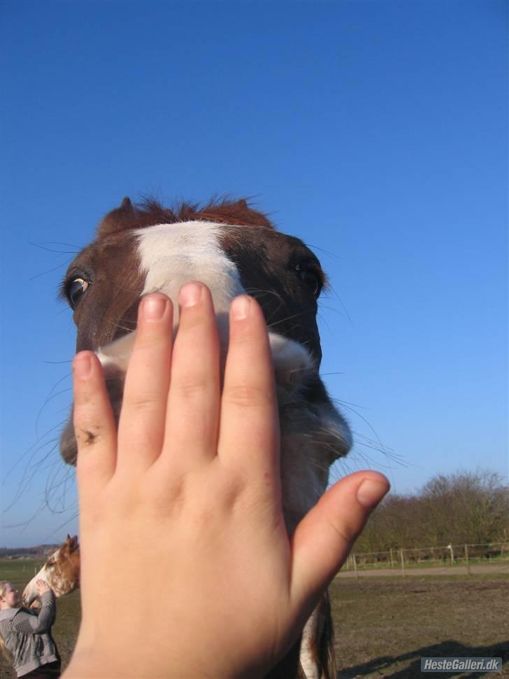 Anden særlig race Kashmir *Solgt* - Her er Kashmir så ved at spise Molly. Og Zip prøver at gøre det samme ved mig :p billede 16