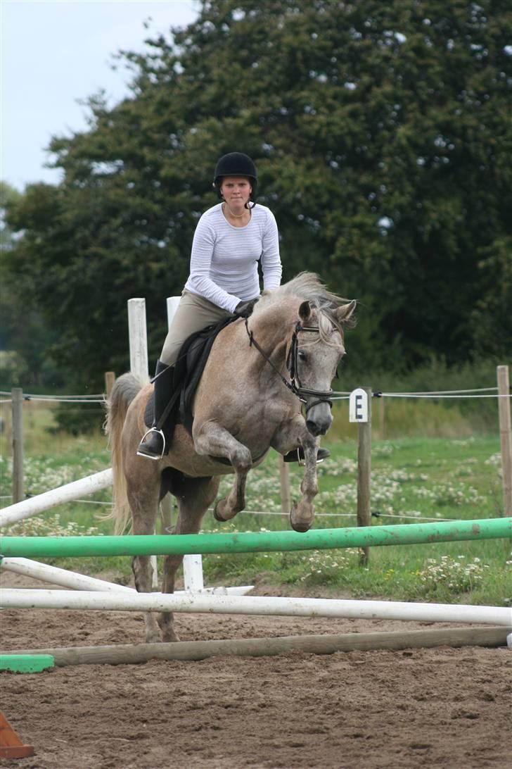 Arabisk fuldblod (OX) Chelima OX 2865 billede 13