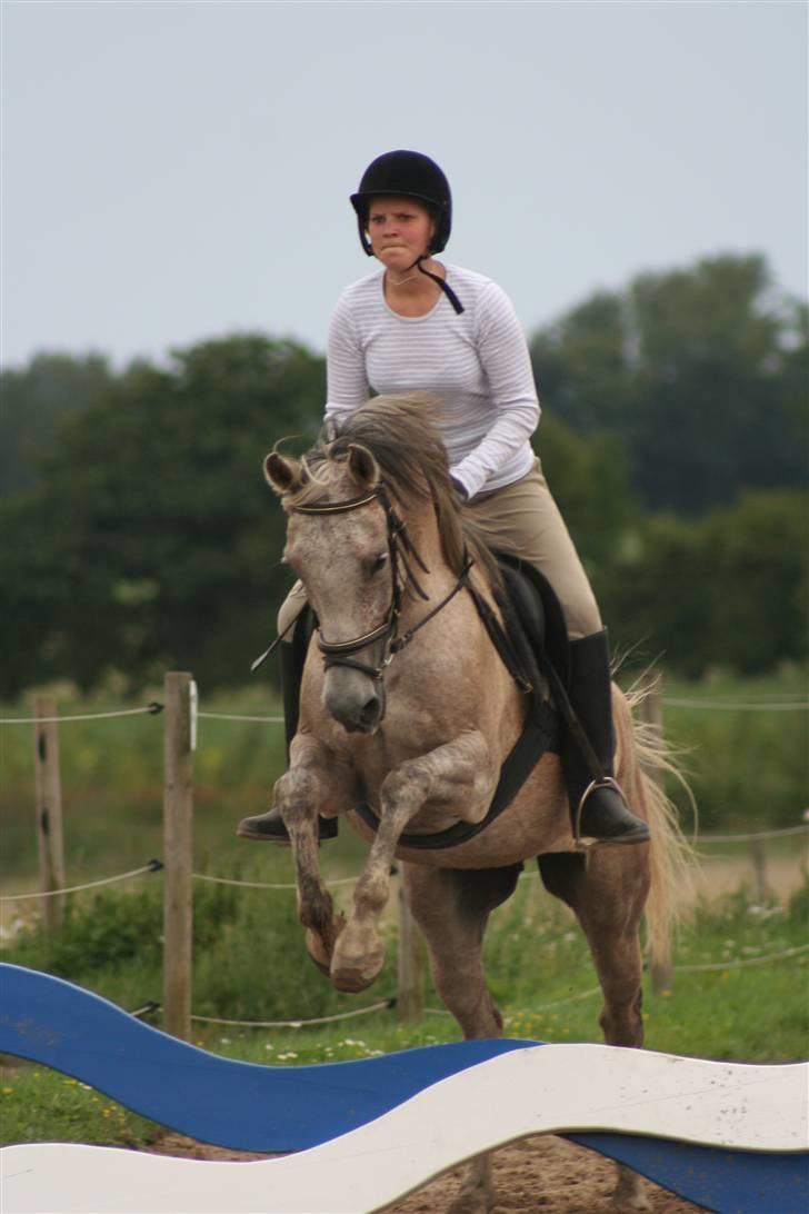 Arabisk fuldblod (OX) Chelima OX 2865 billede 14