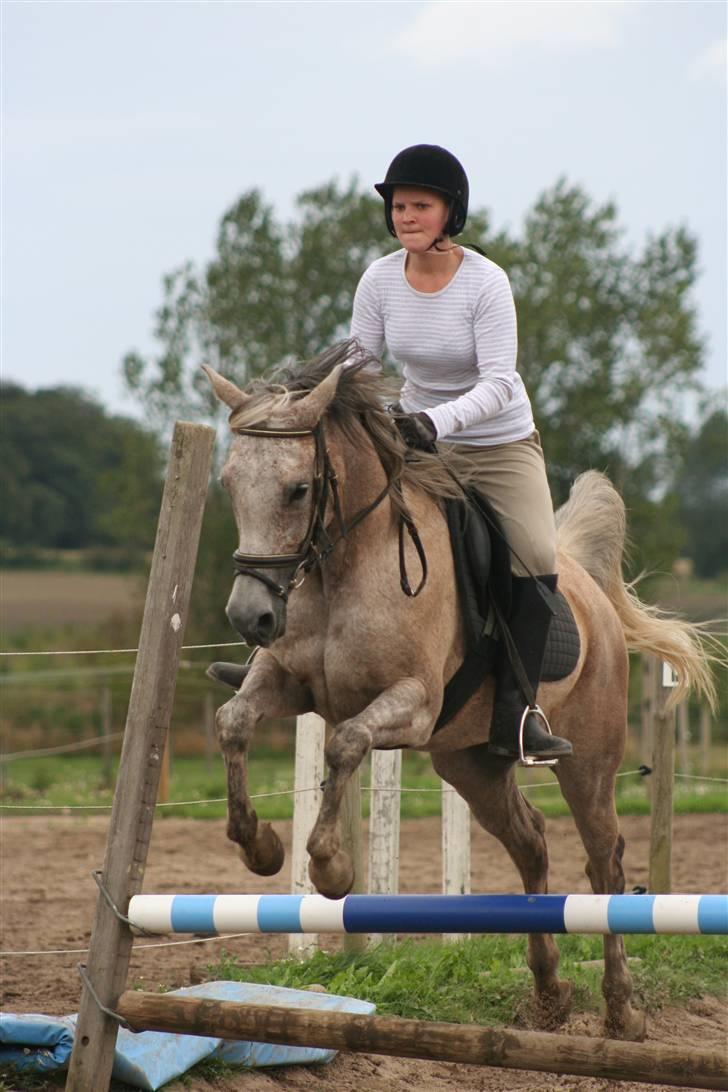 Arabisk fuldblod (OX) Chelima OX 2865 billede 15