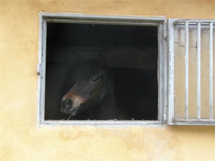 New Forest Roløkke Chablis billede 7