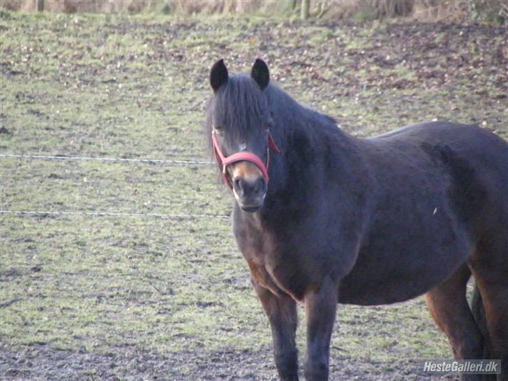 New Forest Roløkke Chablis billede 8