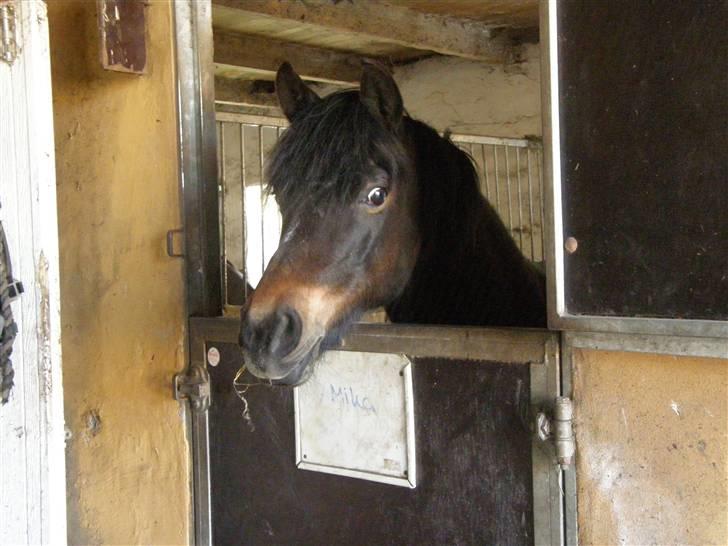 New Forest Roløkke Chablis billede 10