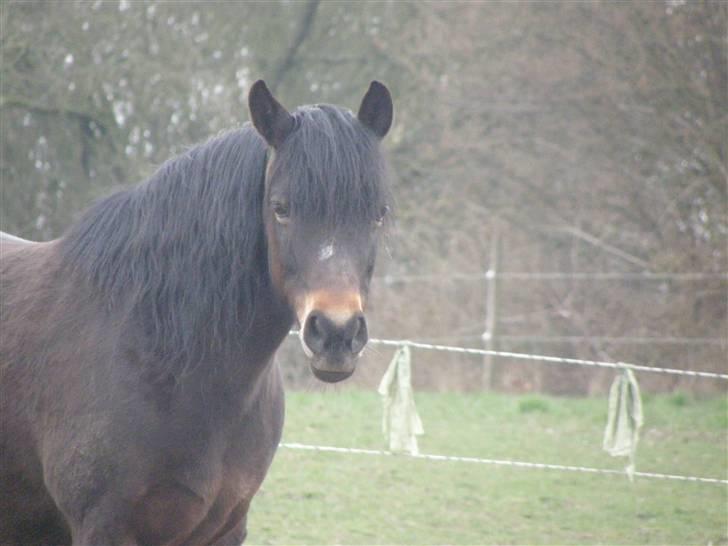 New Forest Roløkke Chablis billede 12