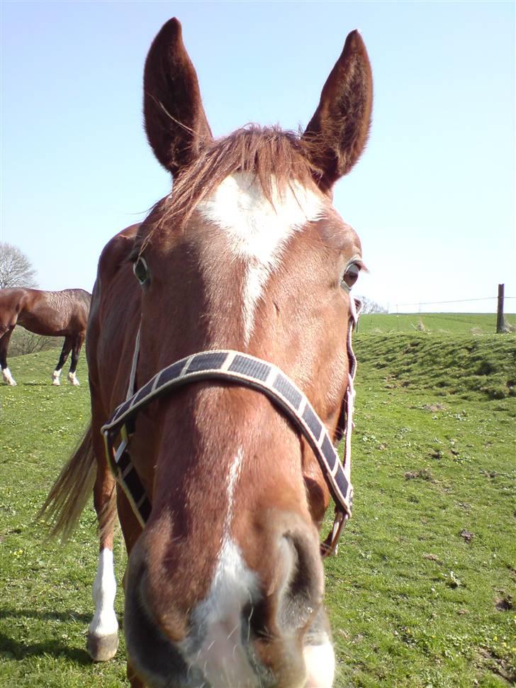 Hannoveraner Dacabri - xD <3 billede 19