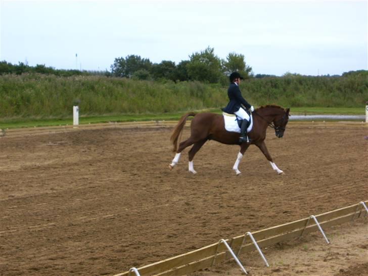 Hollandsk Sportspony Divino Van Stal Romano - stævne i guldager. billede 16