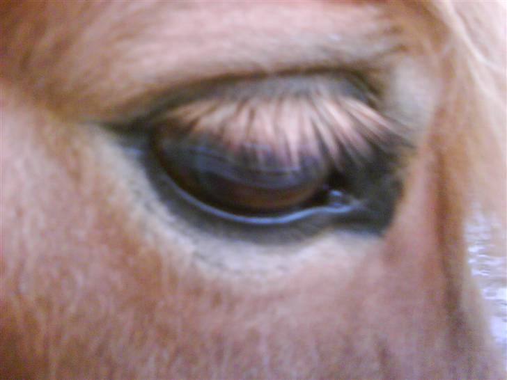 Islænder toke billede 6