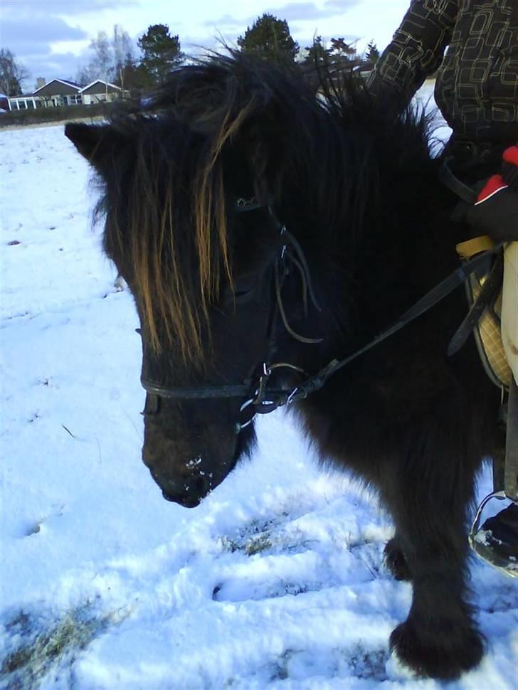 Shetlænder Charlie<gamle PART> billede 16