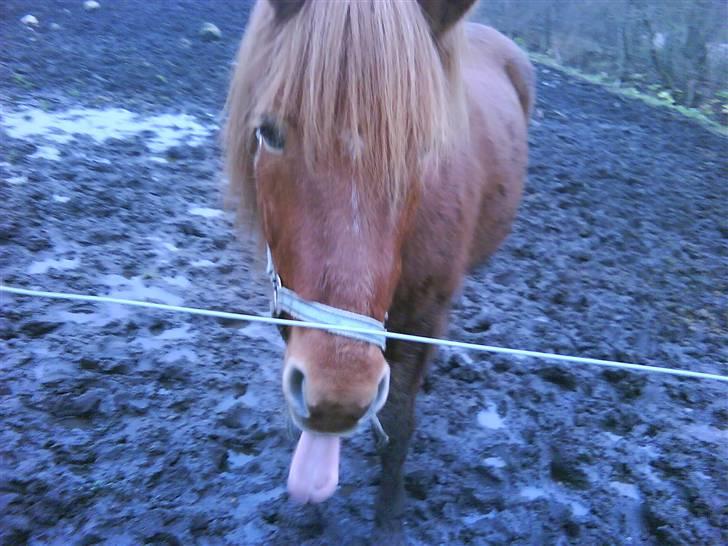 Islænder toke billede 7