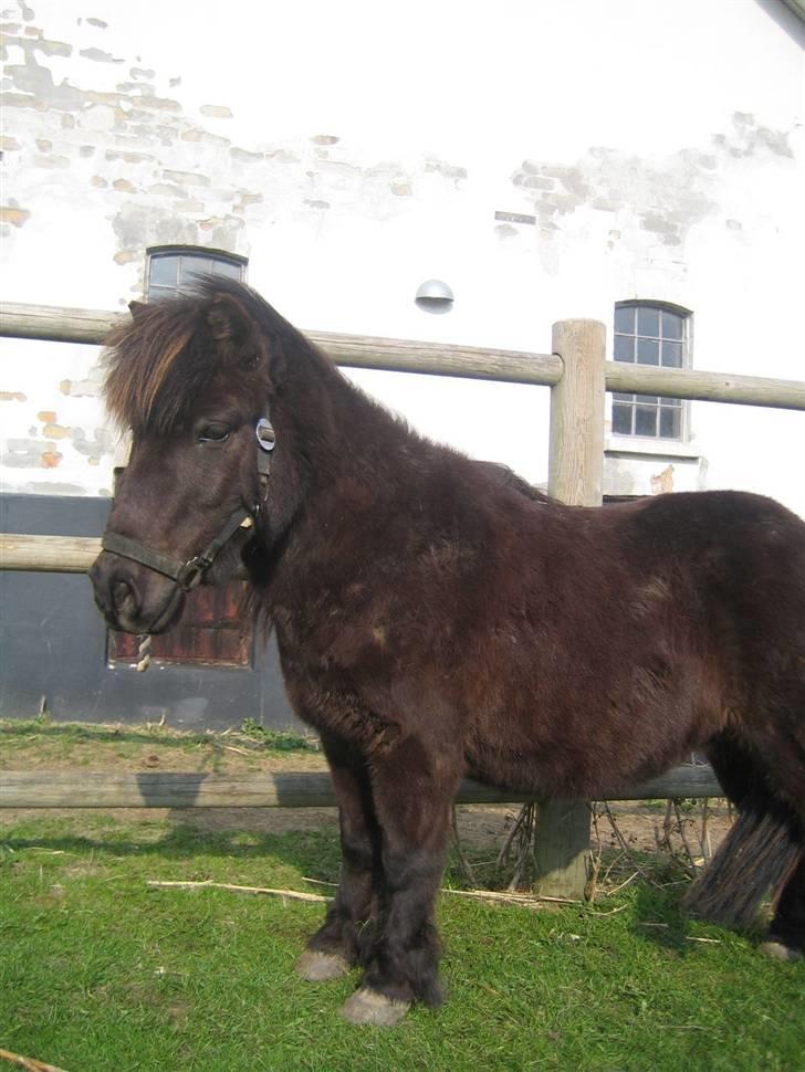 Shetlænder Charlie<gamle PART> billede 17