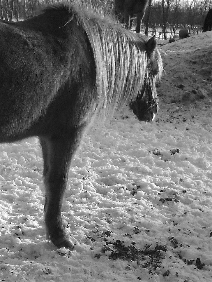 Islænder Toke |I Miss You| - På folden. - Fotograf Mig. billede 5