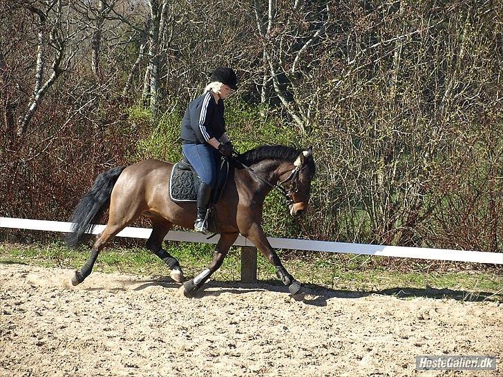 Anden særlig race Håkon - Lækker pony! Taget af Sarah Steen billede 14