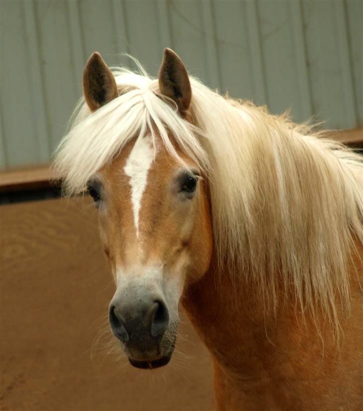 Tyroler Haflinger Hella billede 10