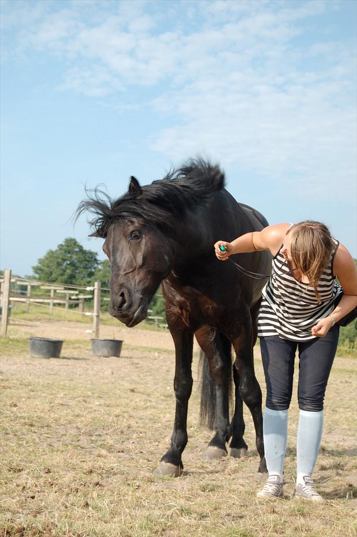 Anden særlig race Shadow - Klikkertræning, "Ryste, ryste!" Vi er godt på vej, hva´ babyhest? :D Foto: Signe Kieler billede 10