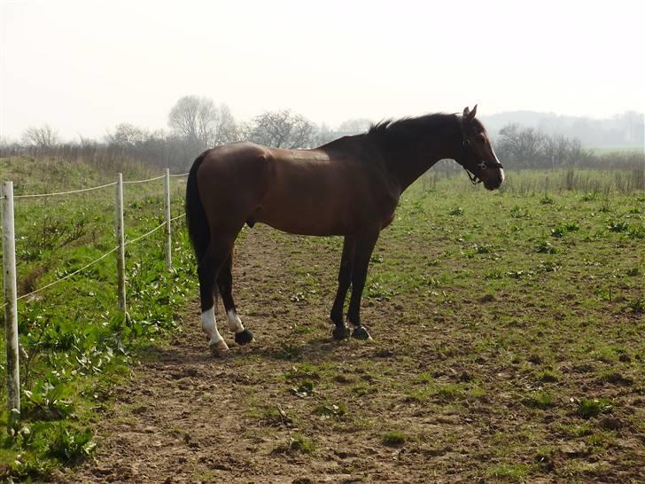 Dansk Varmblod Easter Boy R.I.P - Musklerne er rigtig begyndt at kunne ses ;) billede 14