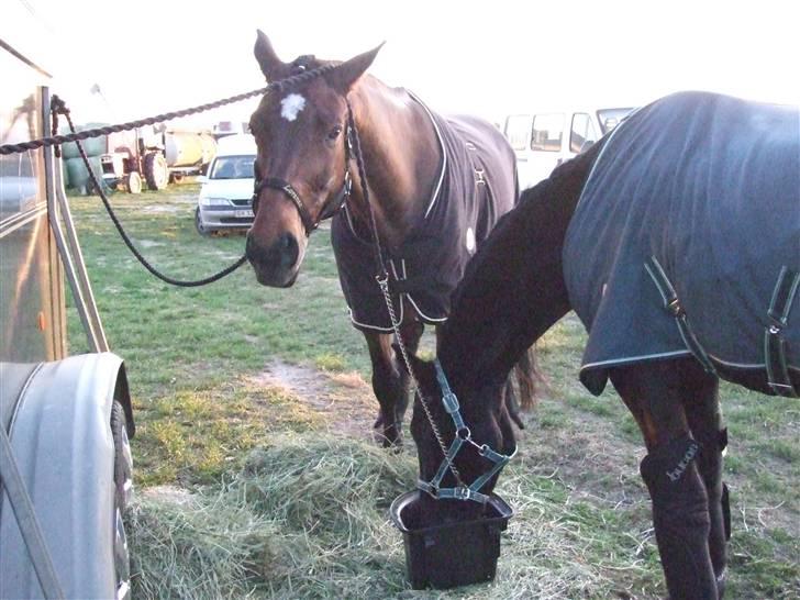 Dansk Varmblod Lorento - Stævne på Lerbæk billede 1