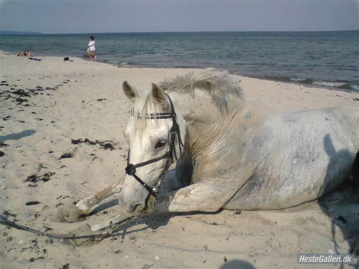 Fuldblod (XX) Silver Moon 1997-2009 billede 8