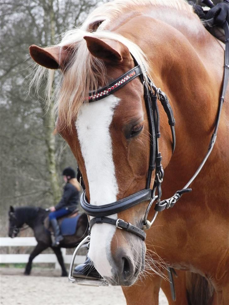 Welsh Cob (sec D) Santana    Solgt&Savnet!  - Ja Santana kan være bange for hendes eget tæppe;p Foto: Simone billede 12