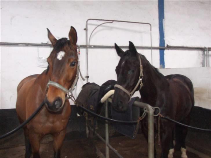 Dansk Varmblod Lorento - Hjemme på staldgangen i Løkken billede 2