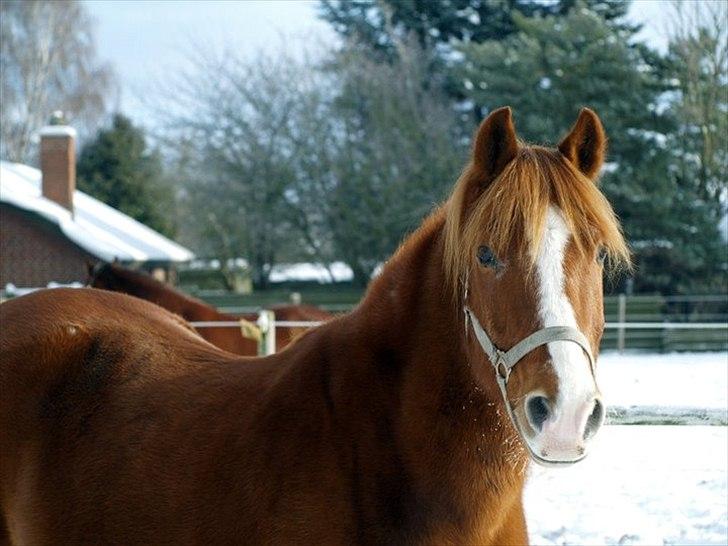 New Forest Flintdales Apollon :-) billede 1
