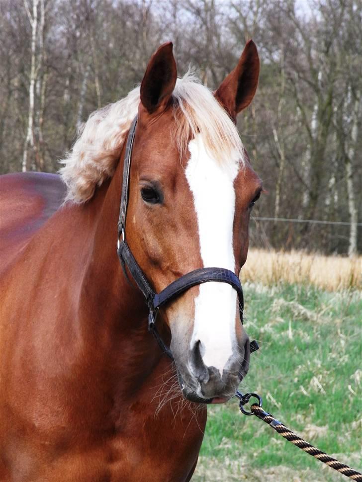 Welsh Cob (sec D) Santana    Solgt&Savnet!  - Elsker det her billede, for hendes ansigt viser så meget kærlighed;-) Foto: Simone billede 13