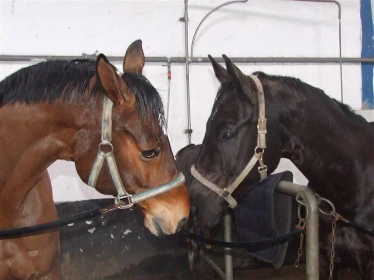 Dansk Varmblod Lorento - Mig og min bedste ven Jack billede 3