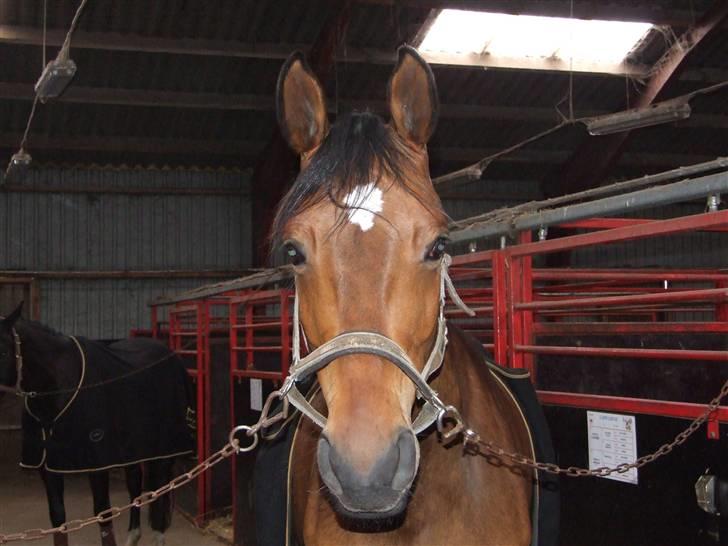 Dansk Varmblod Lorento - På Langager billede 4