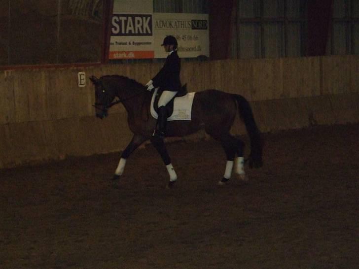 Dansk Varmblod Lorento - Lorento med sin ejer billede 5