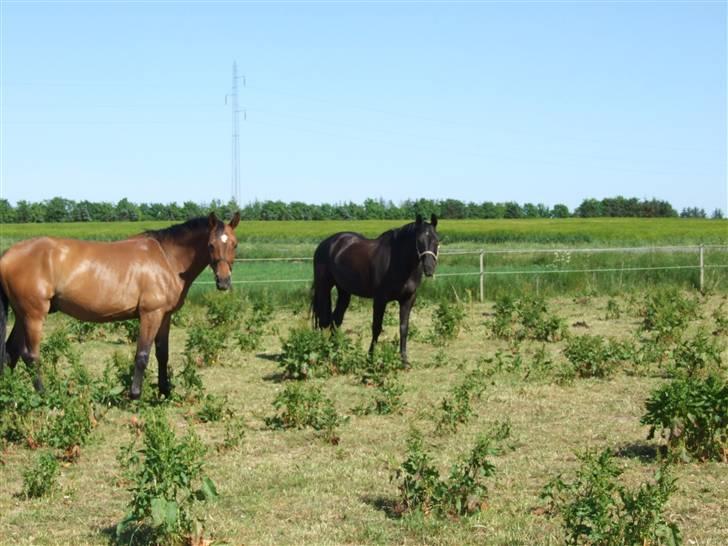 Dansk Varmblod Lorento - På marken på Langager billede 6