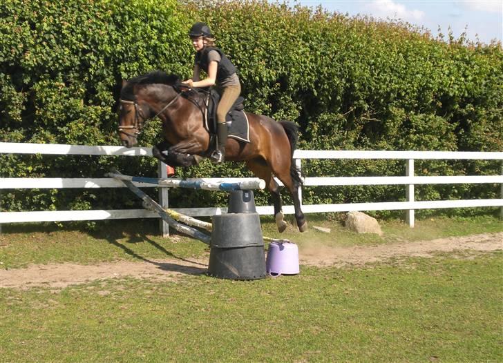 Anden særlig race Egholmgårds Kasper -solgt billede 16