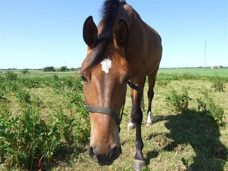 Dansk Varmblod Lorento - Lorento på folden billede 8